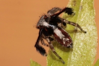Une saltique. Un mle (Araneae - Salticidae - Saitis barbipes)